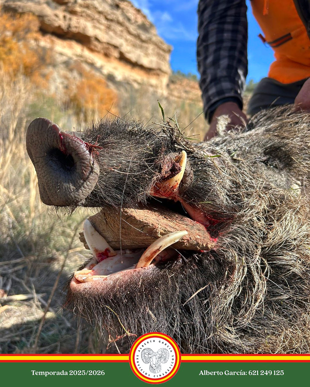 en Barranco Salares jabalíes