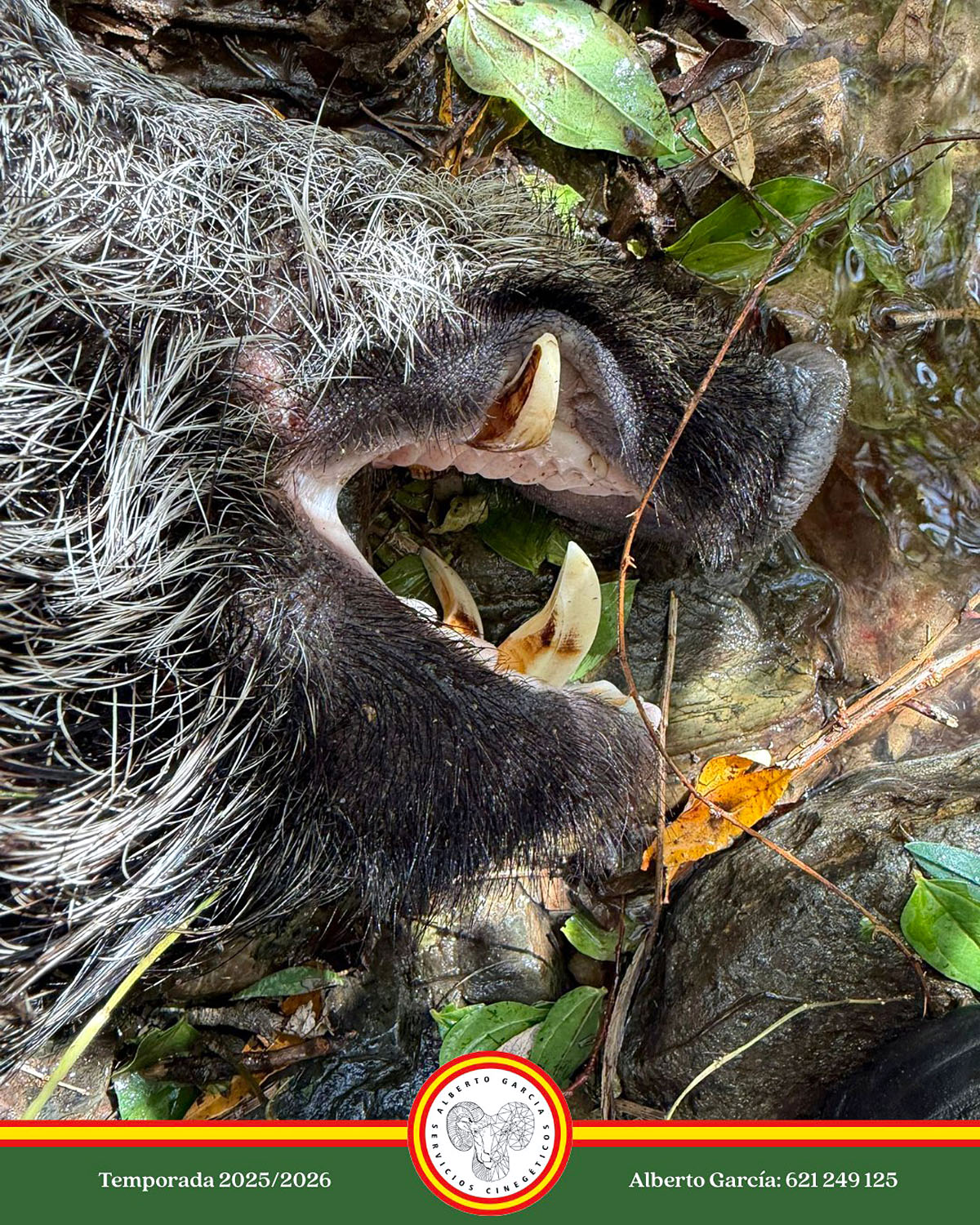 en Barranco Salares jabalíes