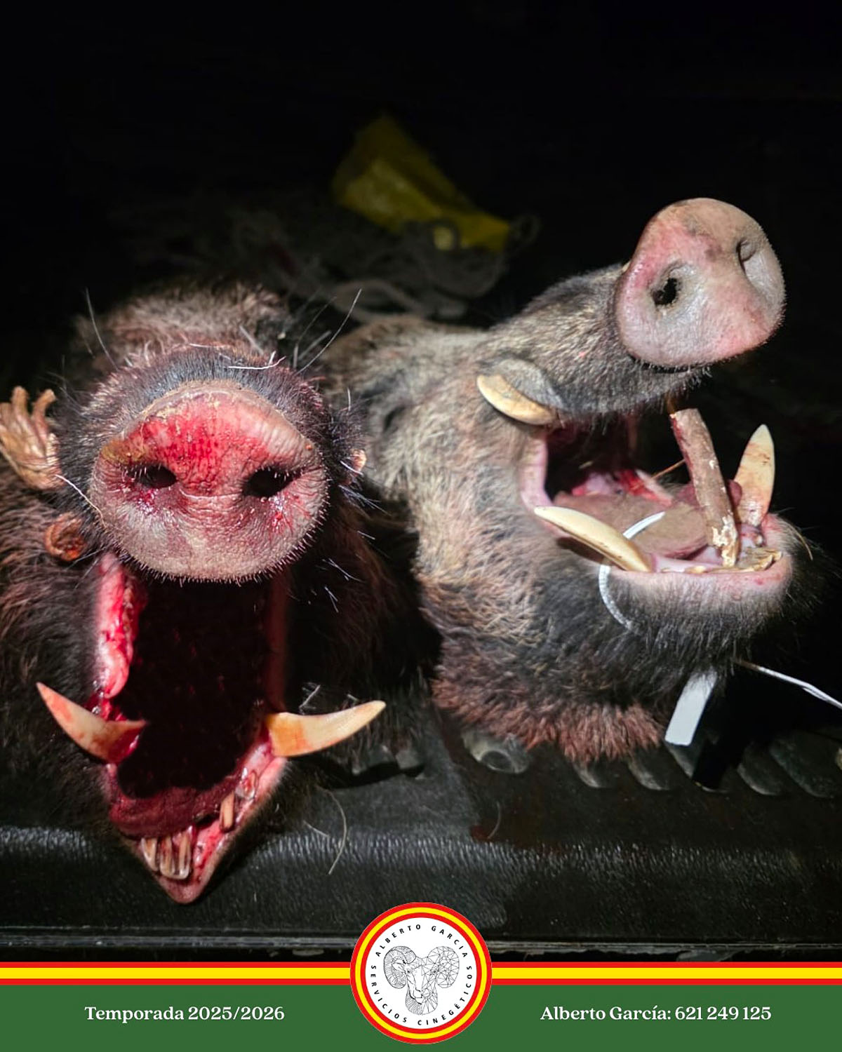 en Barranco Salares jabalíes