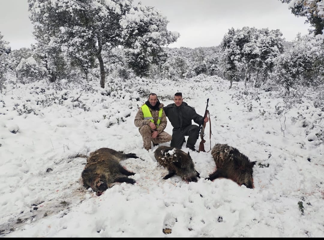 en El Carrascal jabalíes