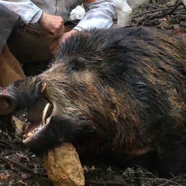 en un agarre jabalí