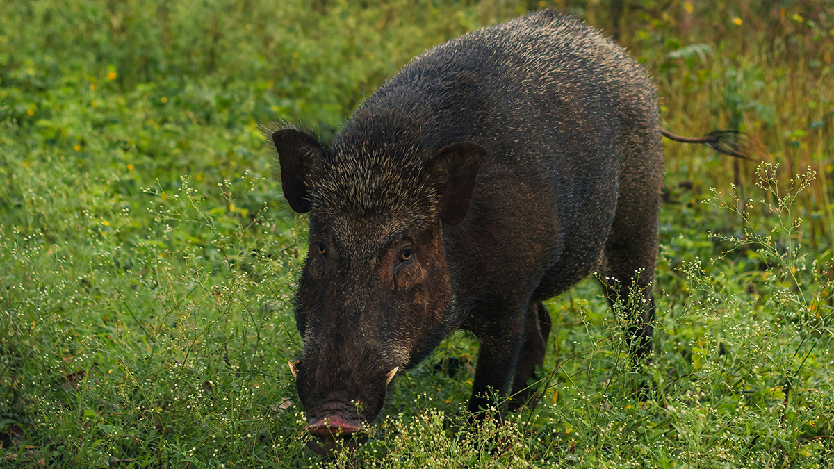 jabalí peste porcina africana