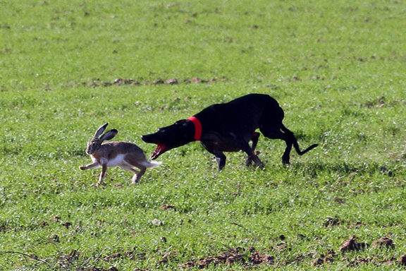 Caza de liebres con galgo