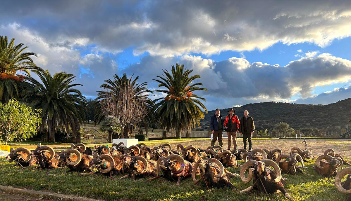 los muflones Gescaza