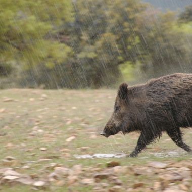 AEOM monterías Caza