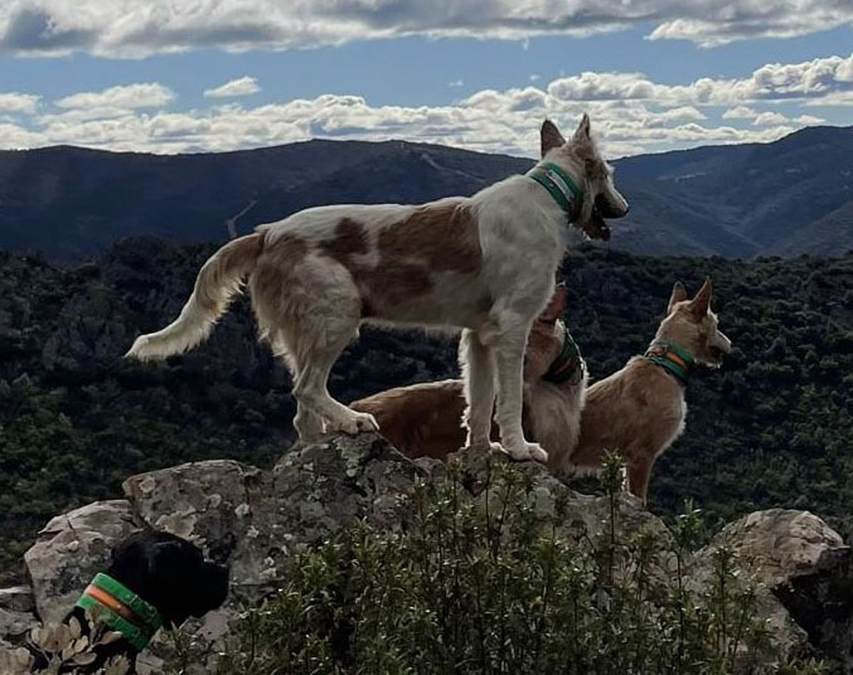 Reflexión y rehala
