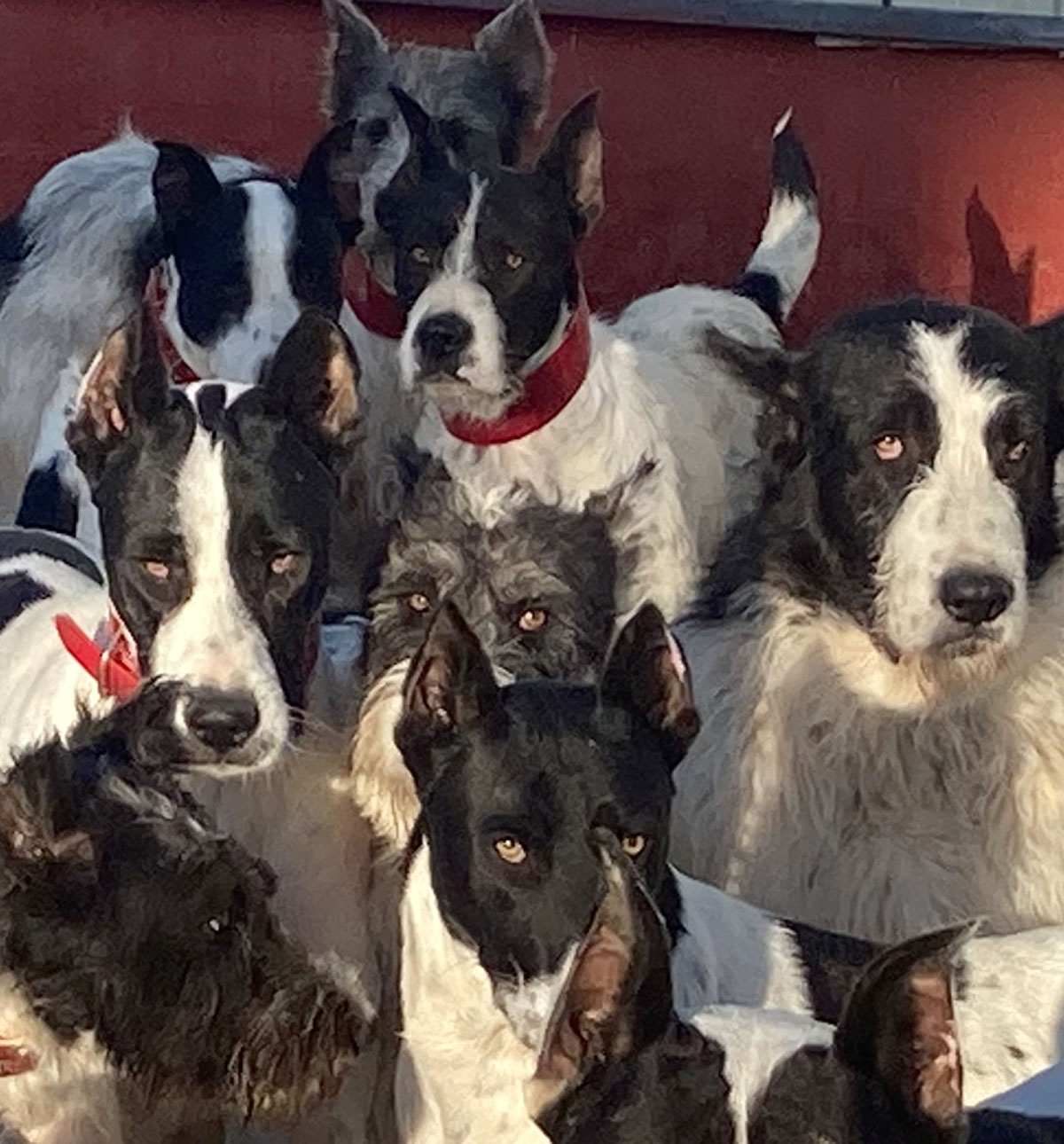 Reflexión y rehala