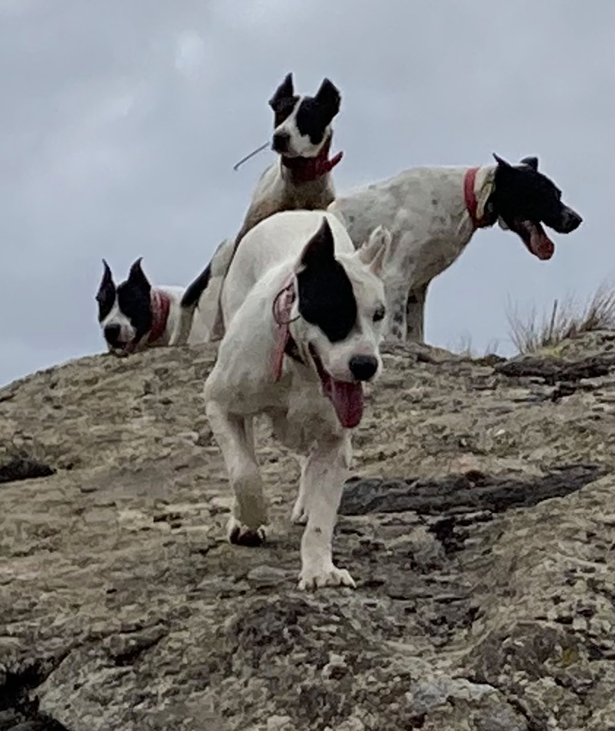 Reflexión y rehala