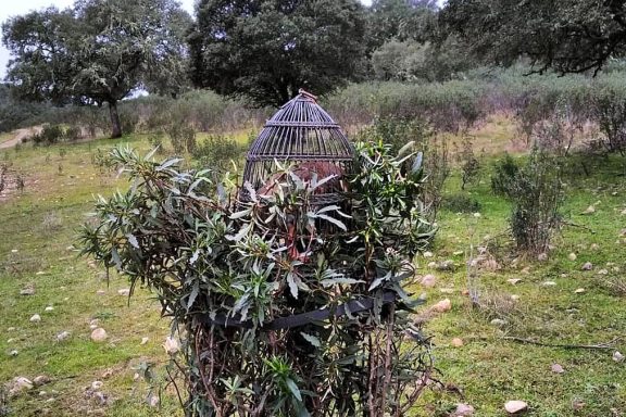 Temporada del perdigón