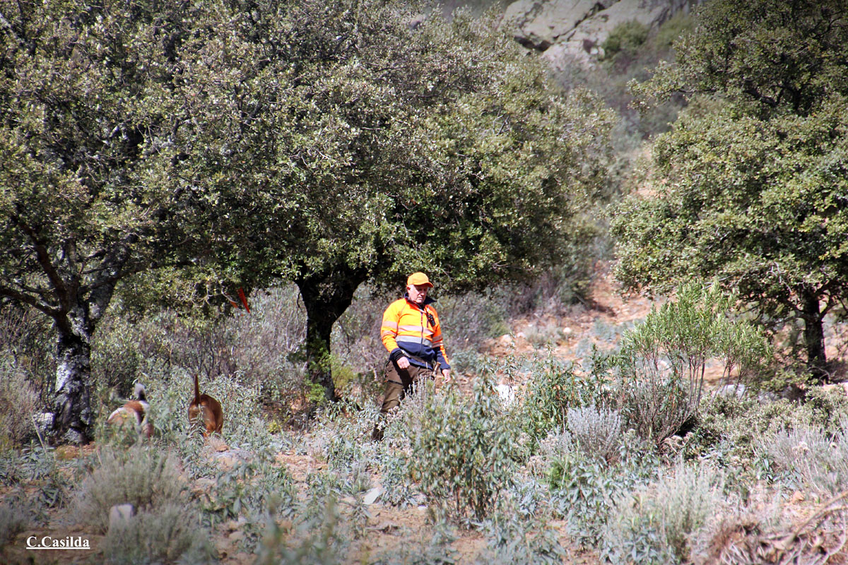 con Mancha Ibérica montería