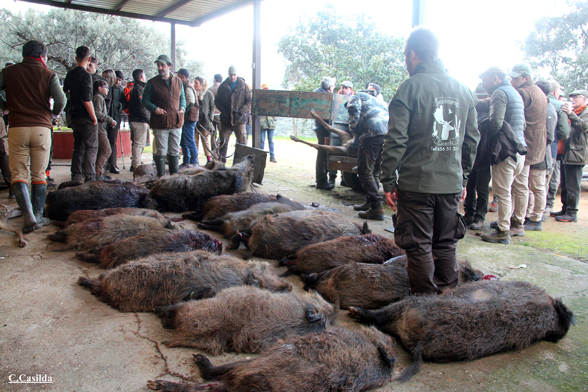 con Mancha Ibérica montería