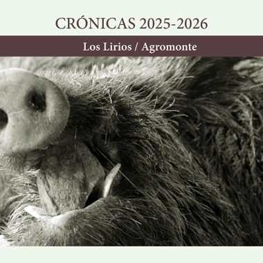 de Los Lirios montería