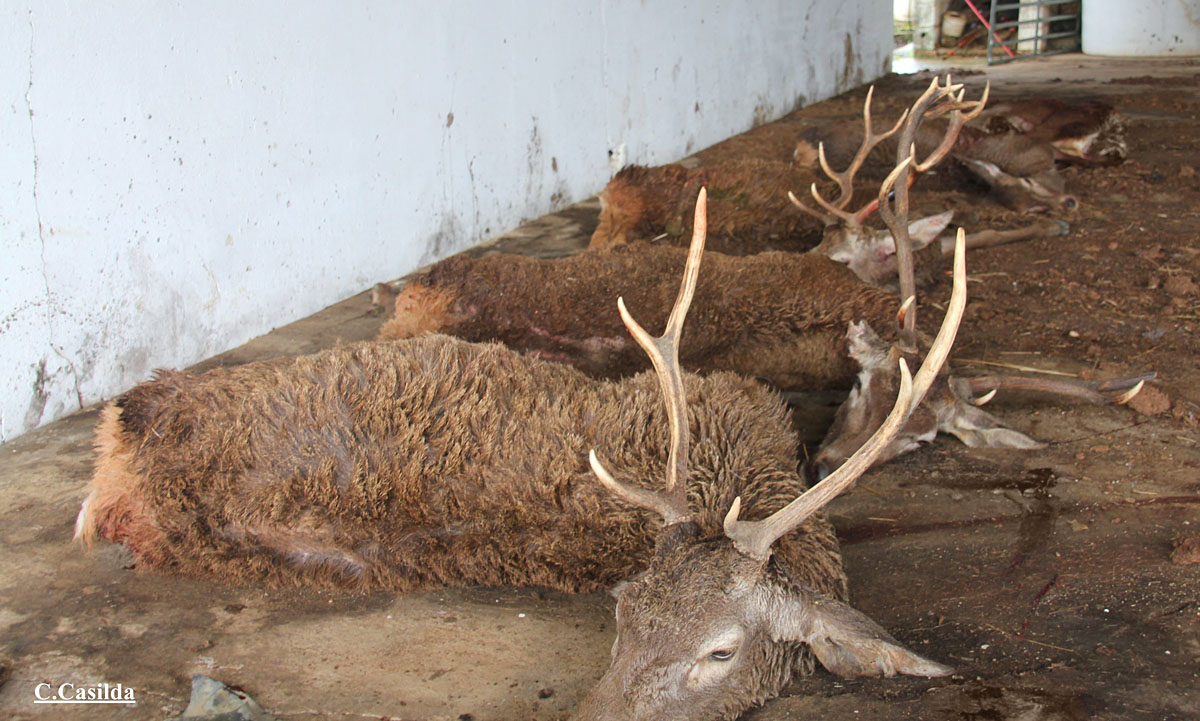 de Los Lirios montería