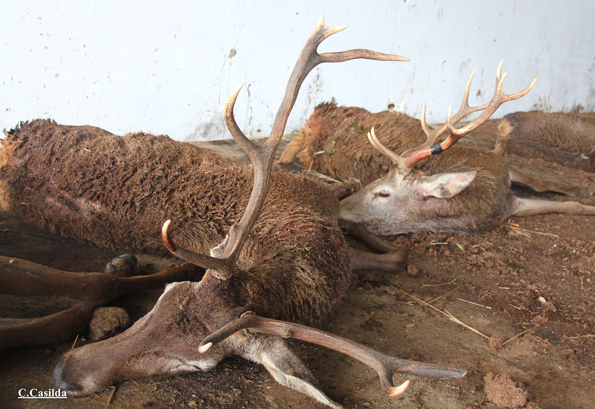 de Los Lirios montería