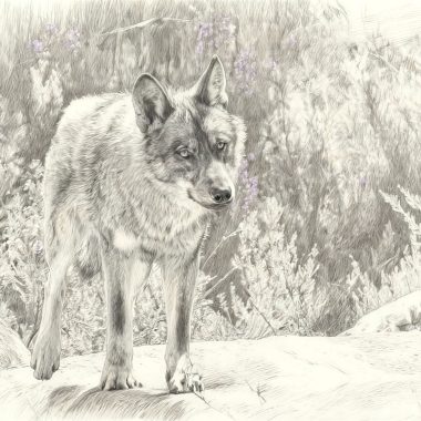 Cuéntame un cuento de Caza