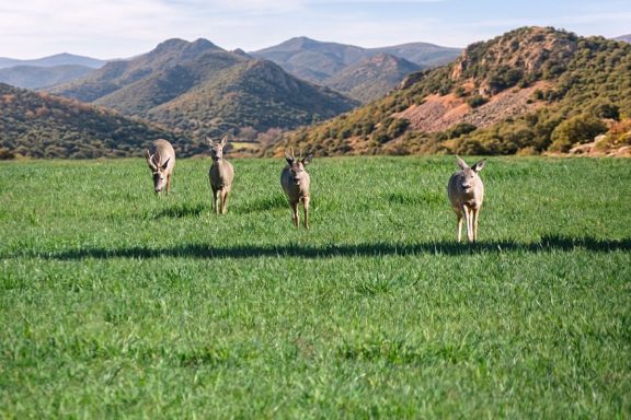 Fundación Artemisan corzo