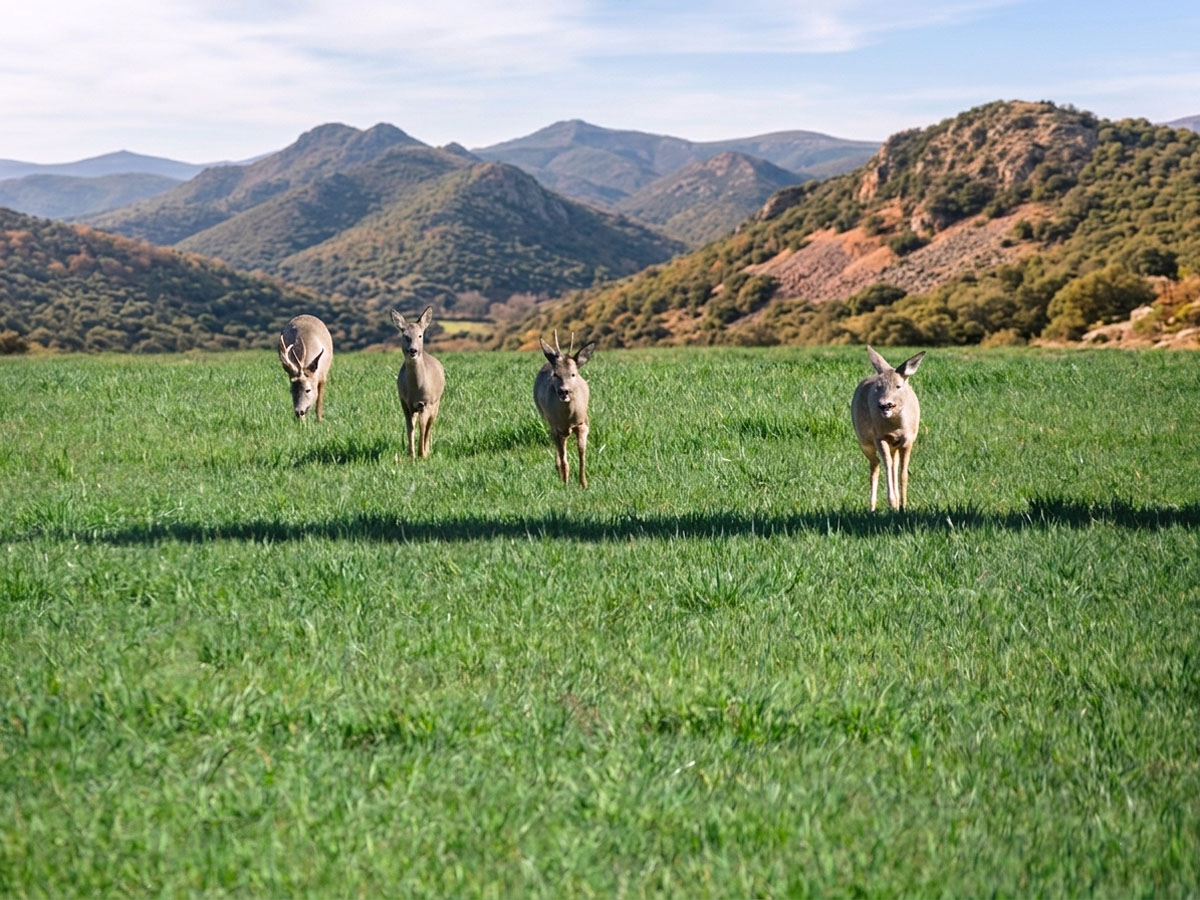 Fundación Artemisan corzo