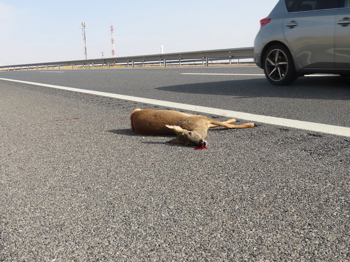 Fundación Artemisan corzo