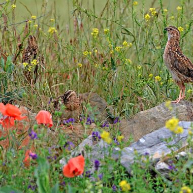 Las federaciones de Caza