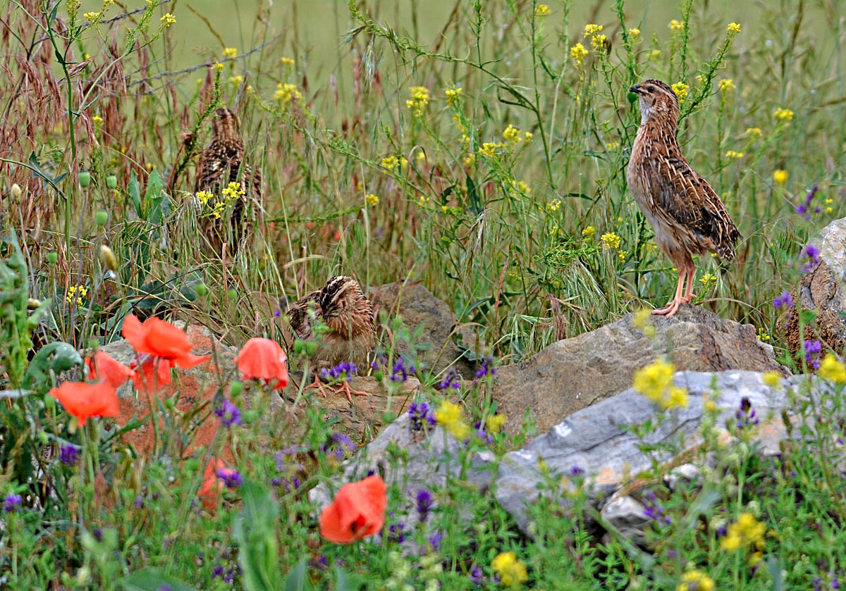 Las federaciones de Caza