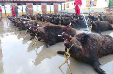 de la carne de ASICCAZA