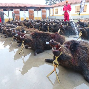 de la carne de ASICCAZA