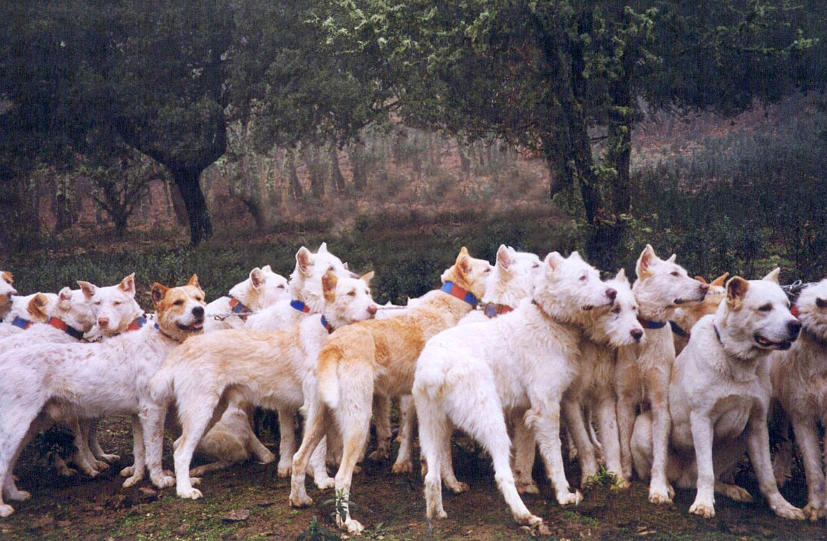 de las rehalas perros