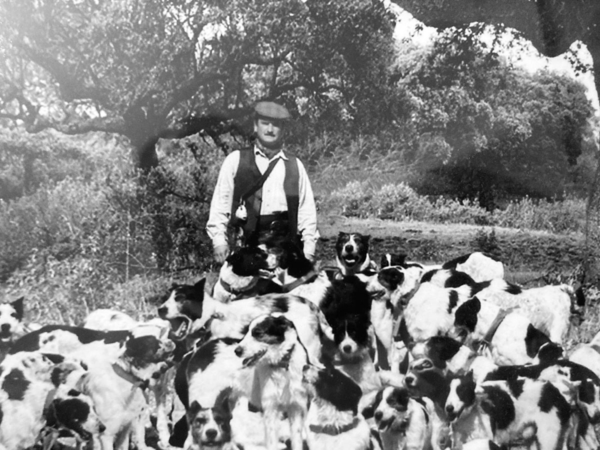 de las rehalas perros