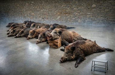 industrial jabalí Caza