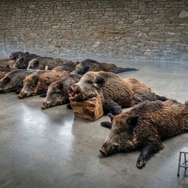 industrial jabalí Caza