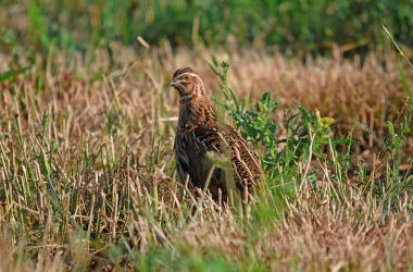 la caza de la codorniz