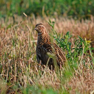 la caza de la codorniz