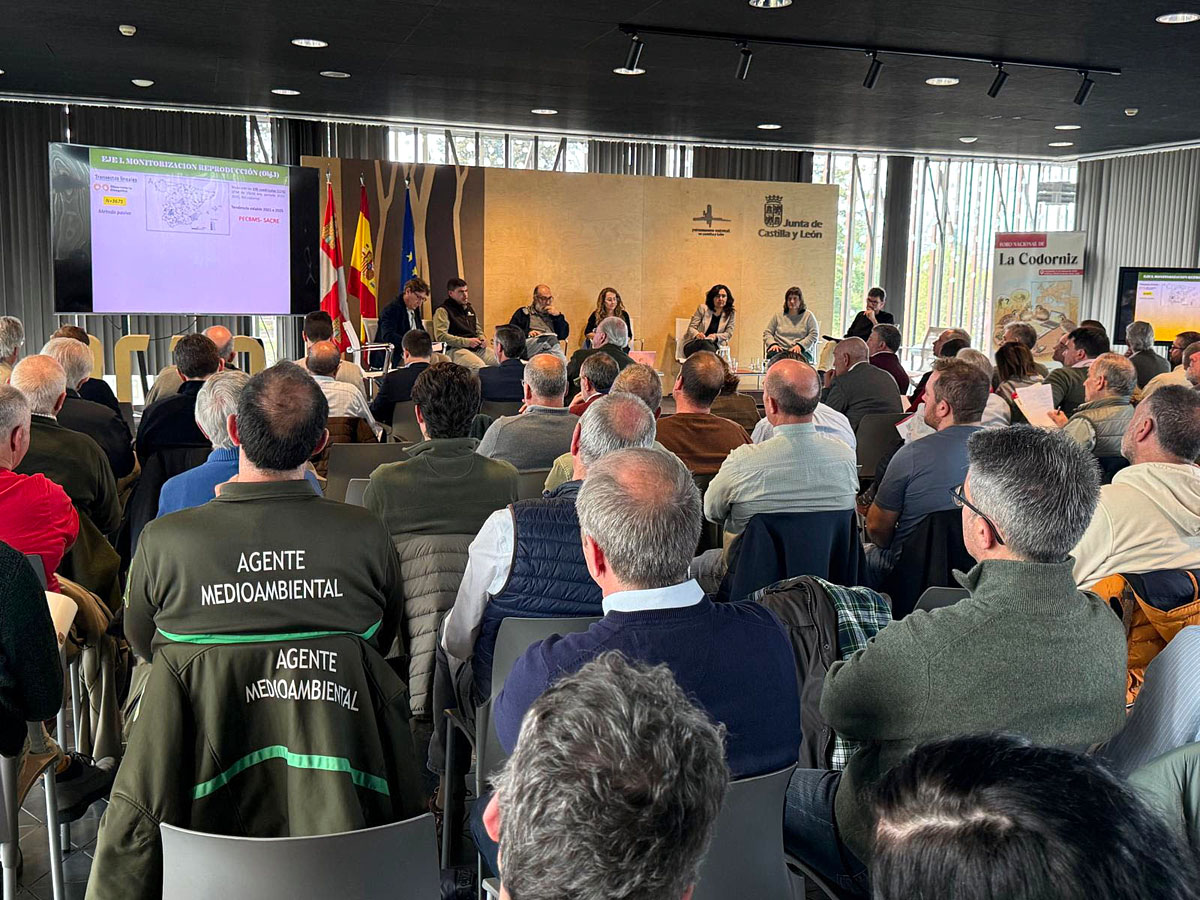 por cazadores codorniz