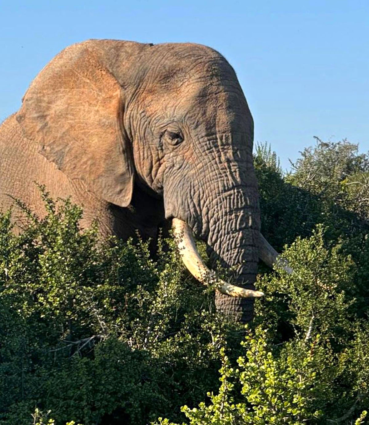 Felices Pascuas Caza