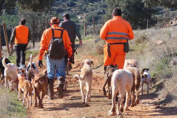 de perros y Caza