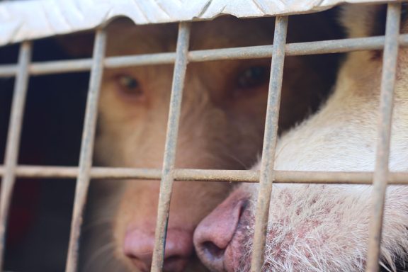 del MAPA sus ARRECAL