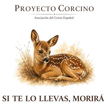 el Proyecto Corcino corzo