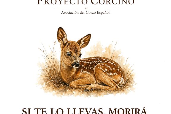 el Proyecto Corcino corzo
