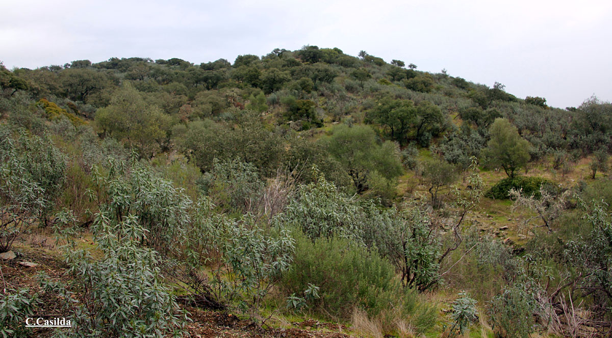 en Hornitos Cinegética de Alcántara