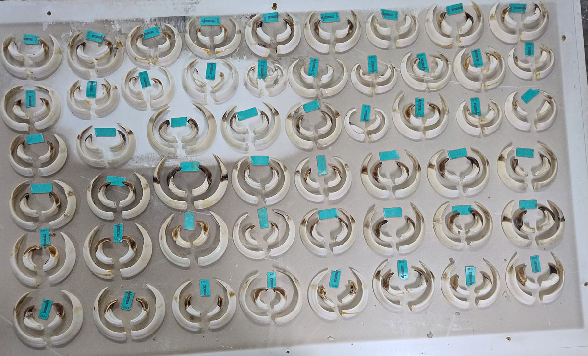 la Sierra de jabalíes