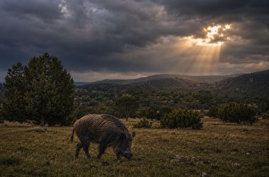 La tormenta Caza