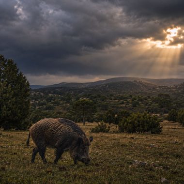 La tormenta Caza
