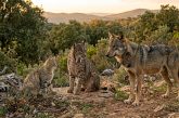 lobo lince Caza