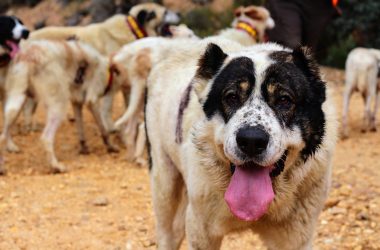 Animales una ARRECAL