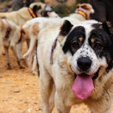 Animales una ARRECAL