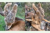 Un peluca corzo