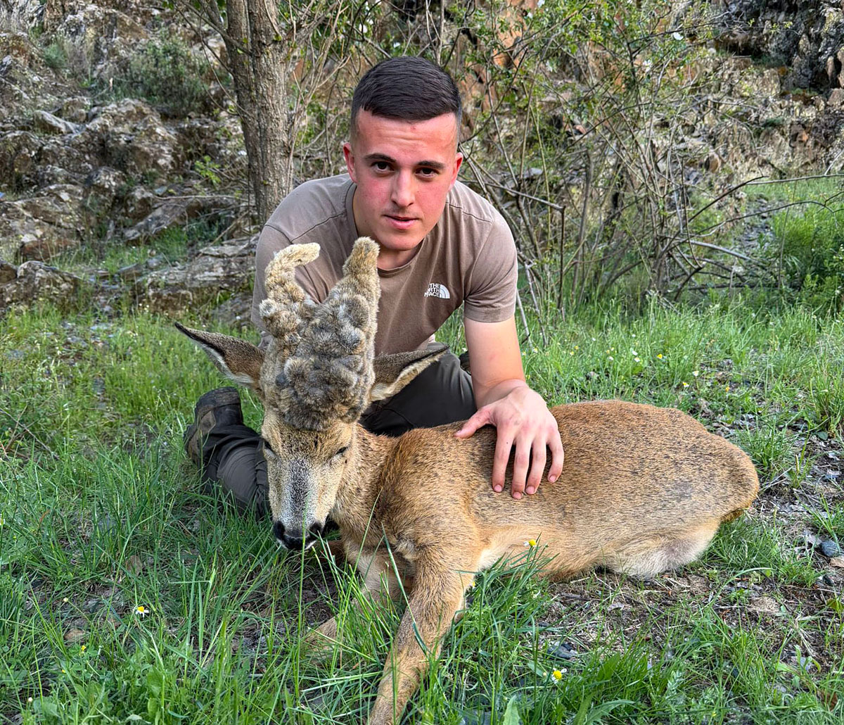 Un peluca corzo