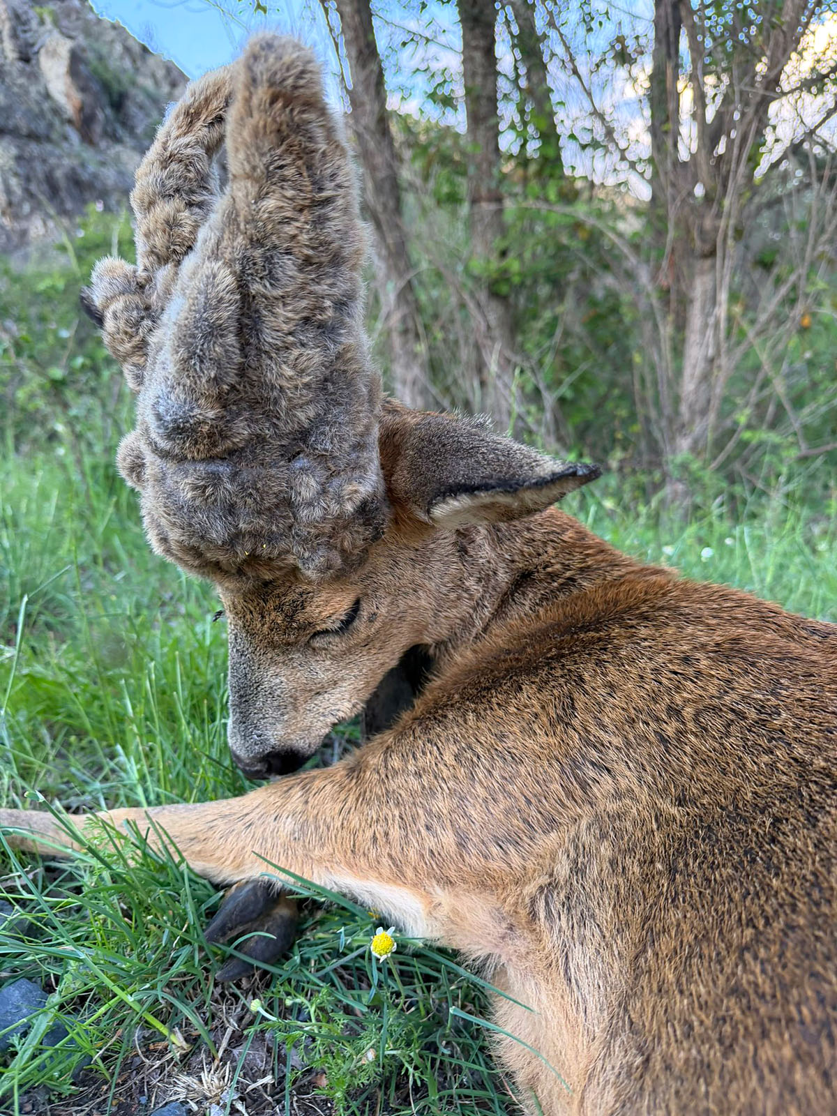 Un peluca corzo
