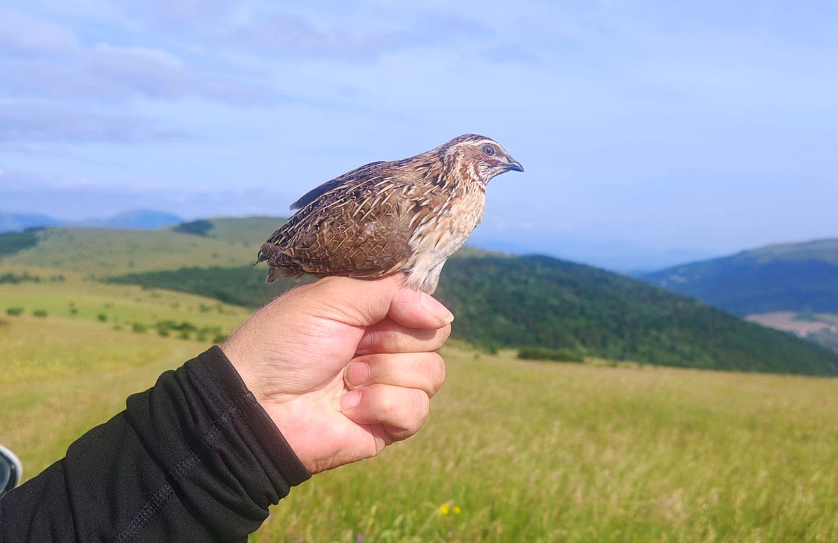 cazadores de codorniz