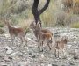 Fundación Artemisan, APTCE y SCI Iberian Chapter investigarán una solución efectiva para la sarna sarcóptica en cabra montés